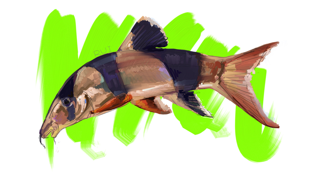 fish (1)